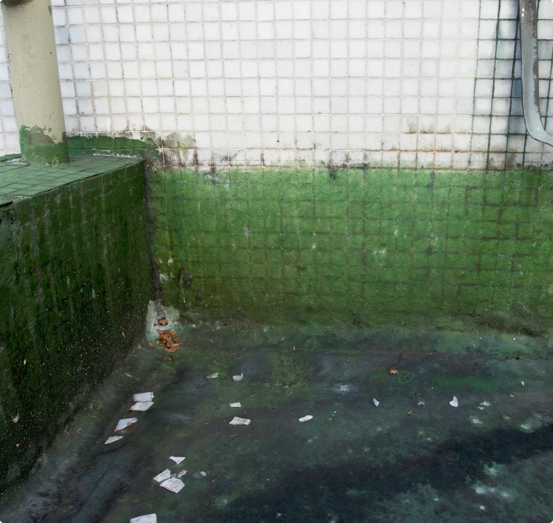 Mould Growing