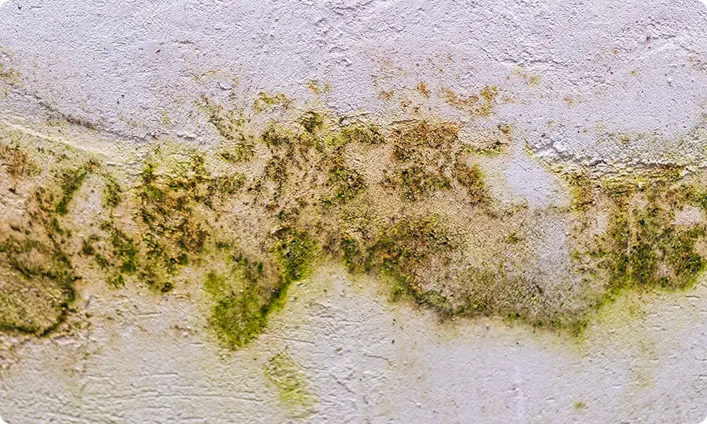 Fungus and Mould (Exterior)